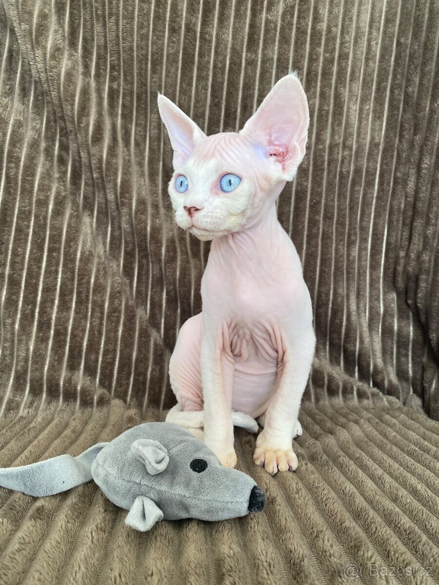 Devon rex koťata s pp