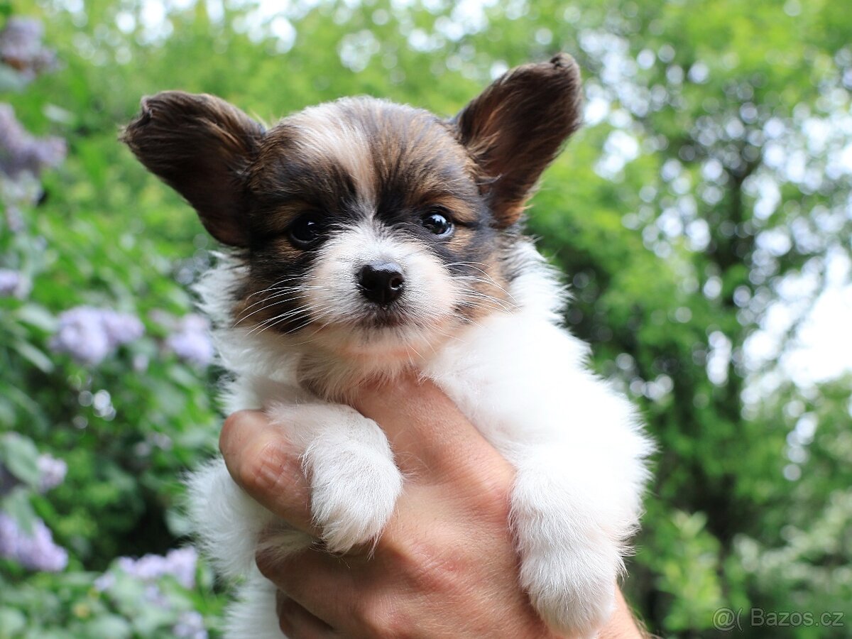 Papillon s PP
