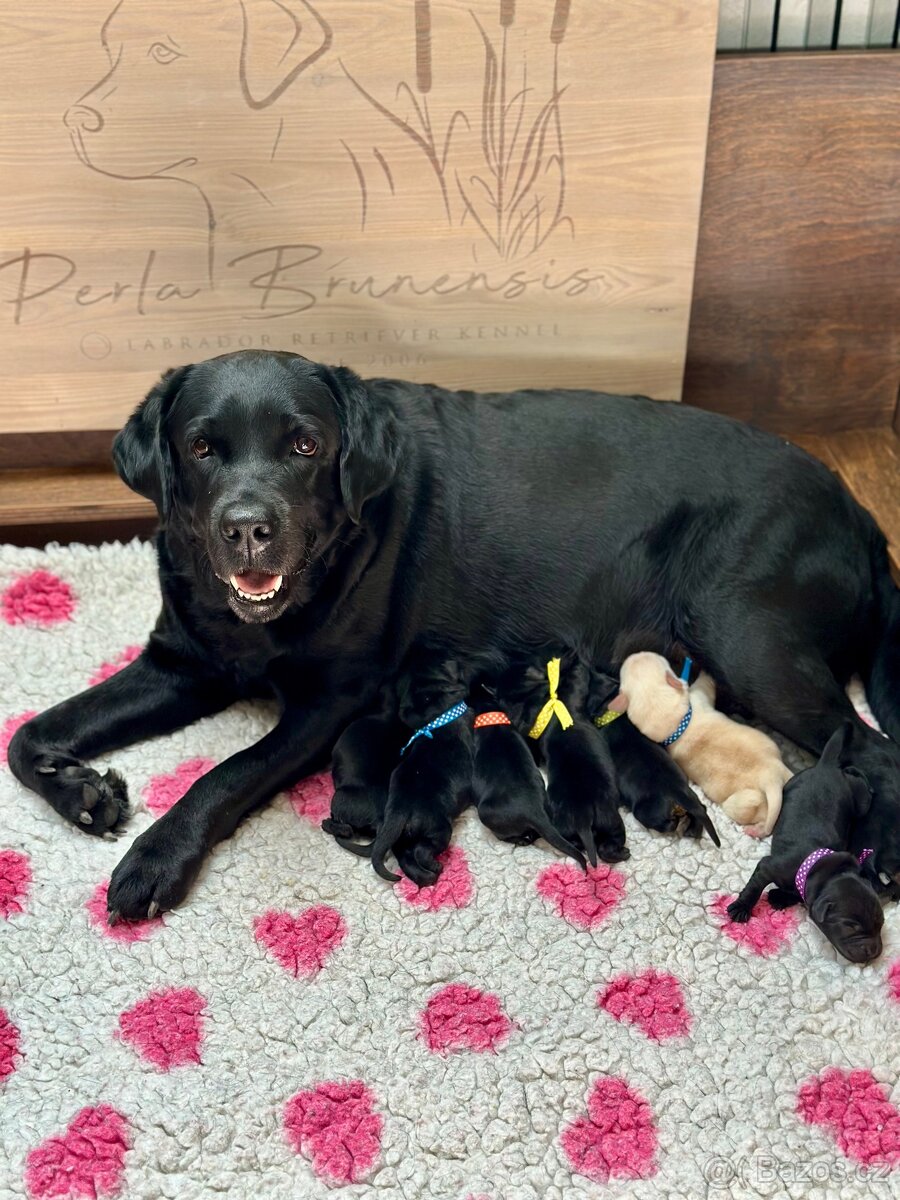 ŠTĚŇATA - LABRADORA - LABRADORSKÉHO RETRIEVERA S PP