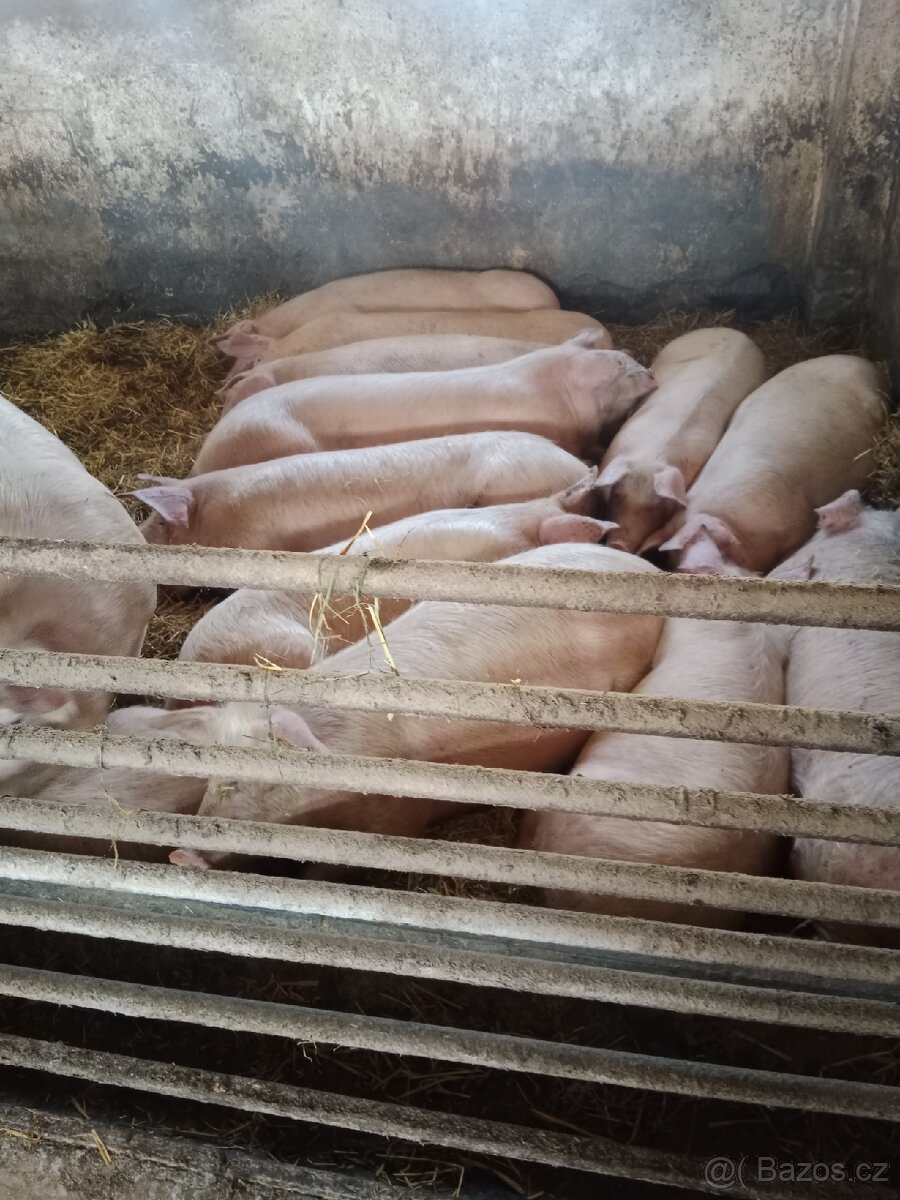 prasata