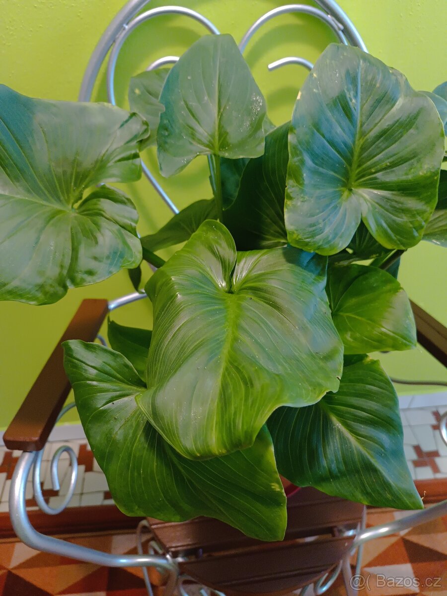 Prodám pokojovou kalu v květináči