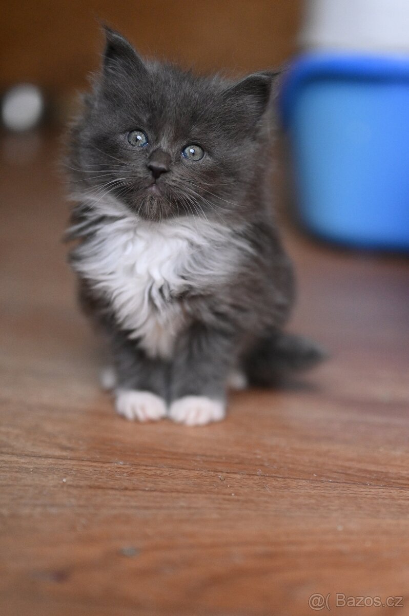Mainská mývalia - maine coon - MCO - kočička