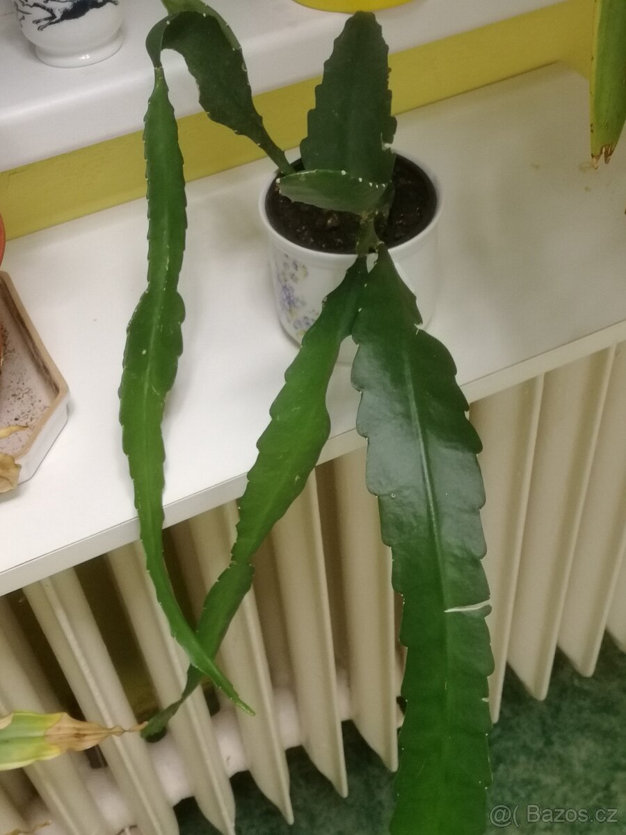 Epiphyllum - orchidejový kaktus