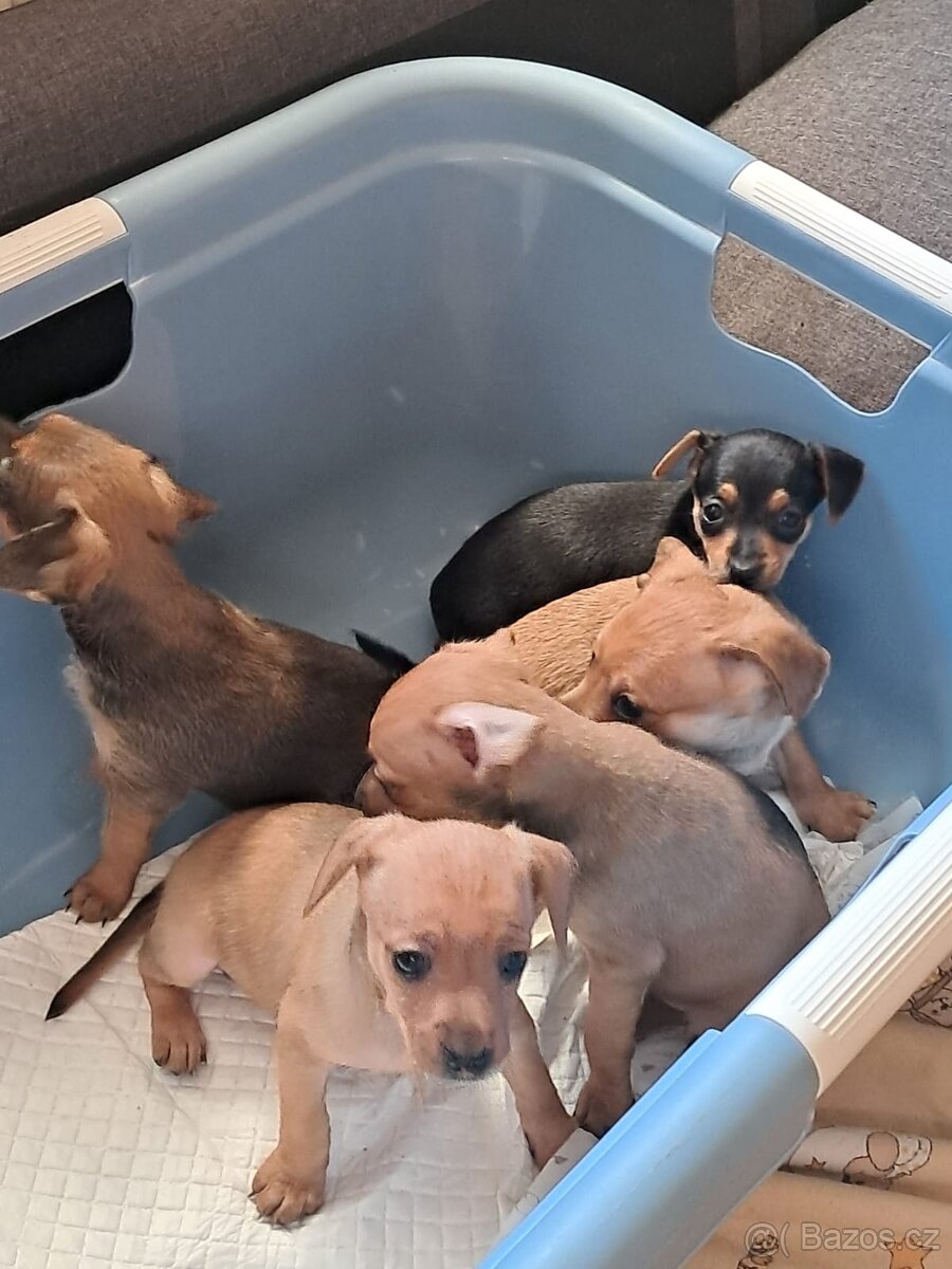 Pražský krysařík