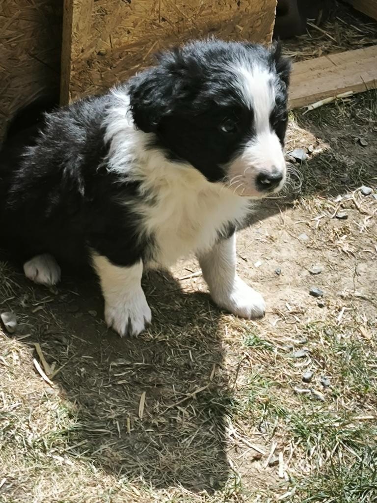 Border kolie