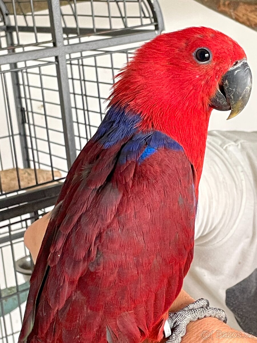 eklektus polychloros