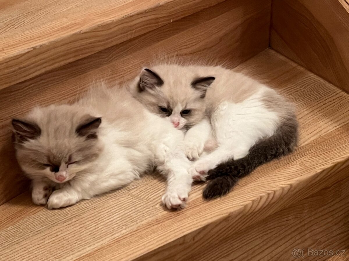 Ragdoll kotata