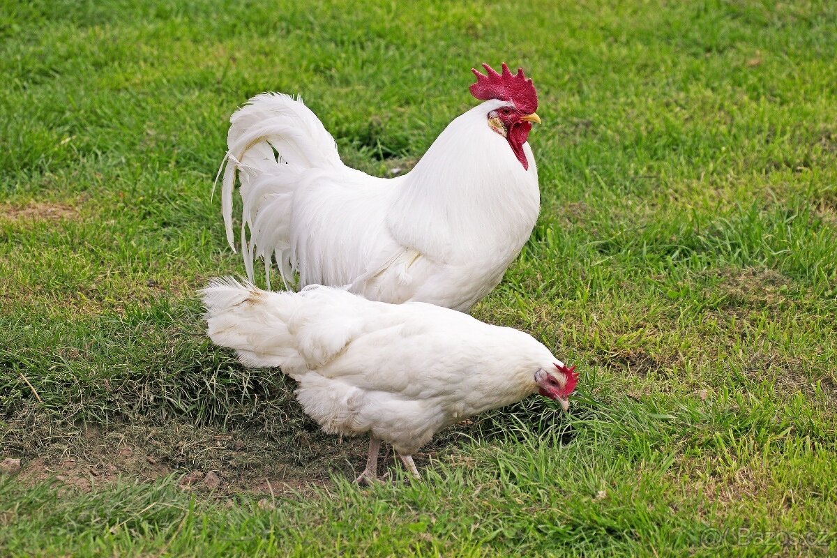 Násadová vejce