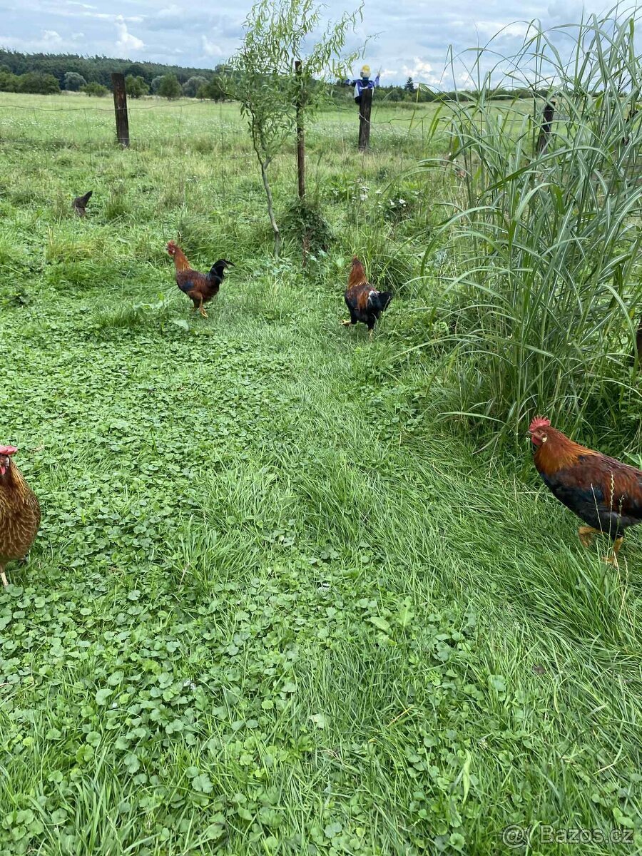 Kohouti