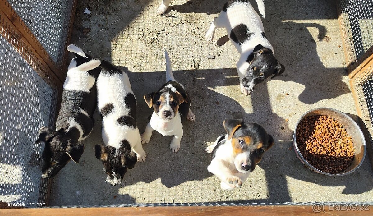 Jack russel terier