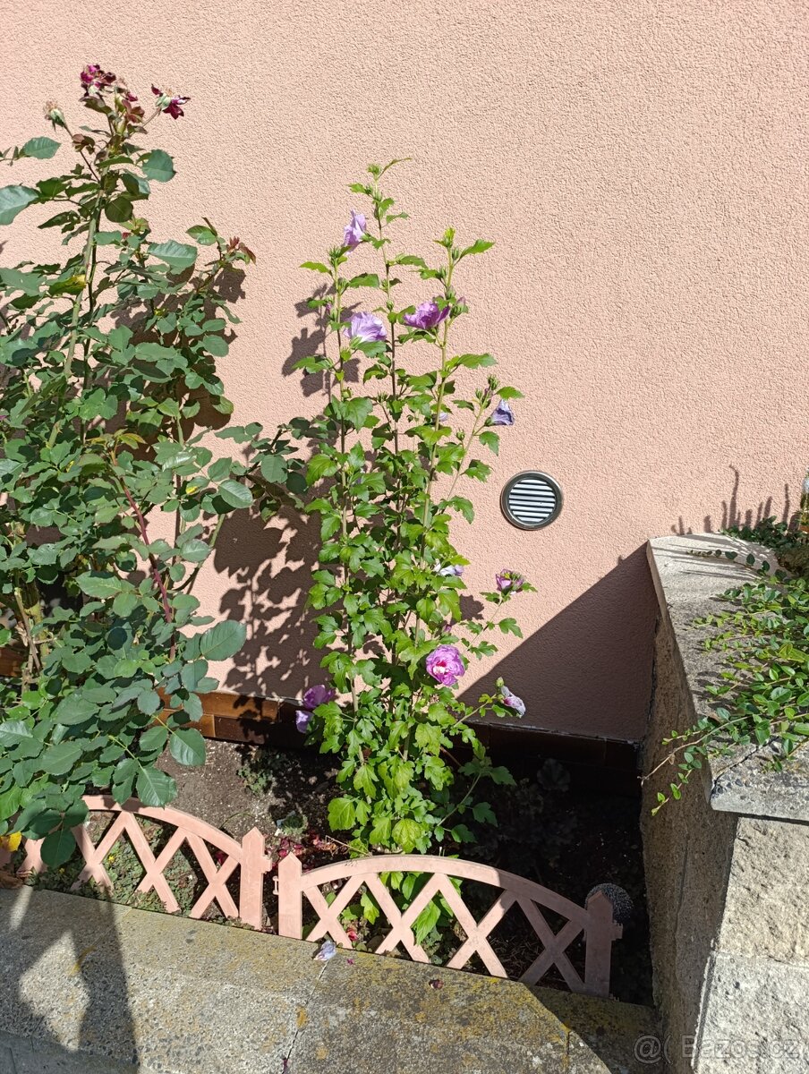 Ibišek syrský venkovní