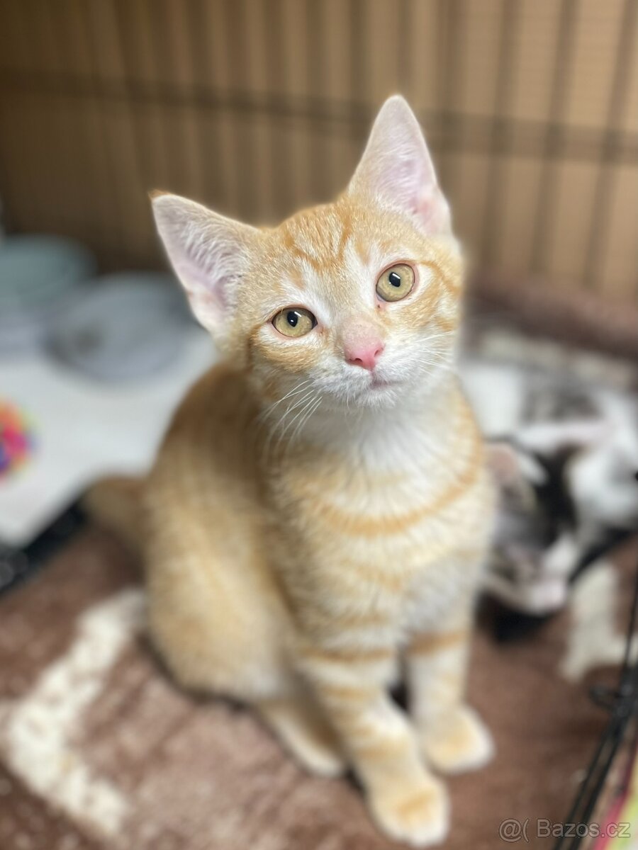 Rico