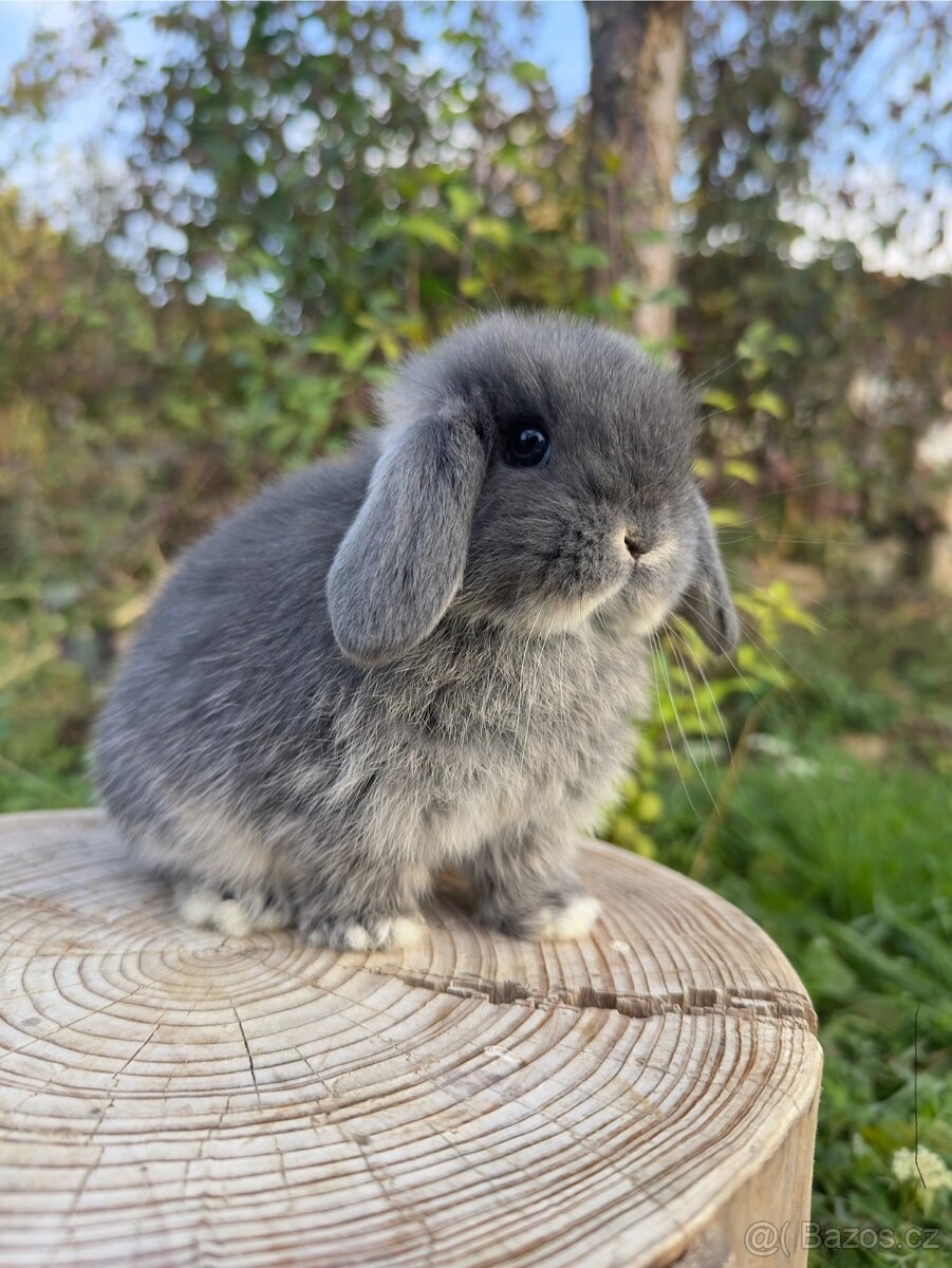 Minilop - zakrslý beránek