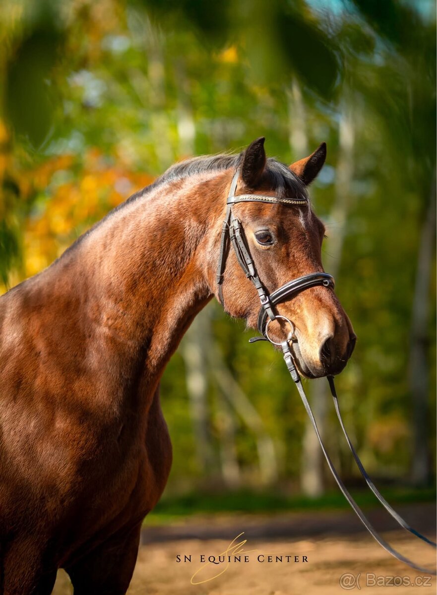 6ti letá Welsh cob klisna