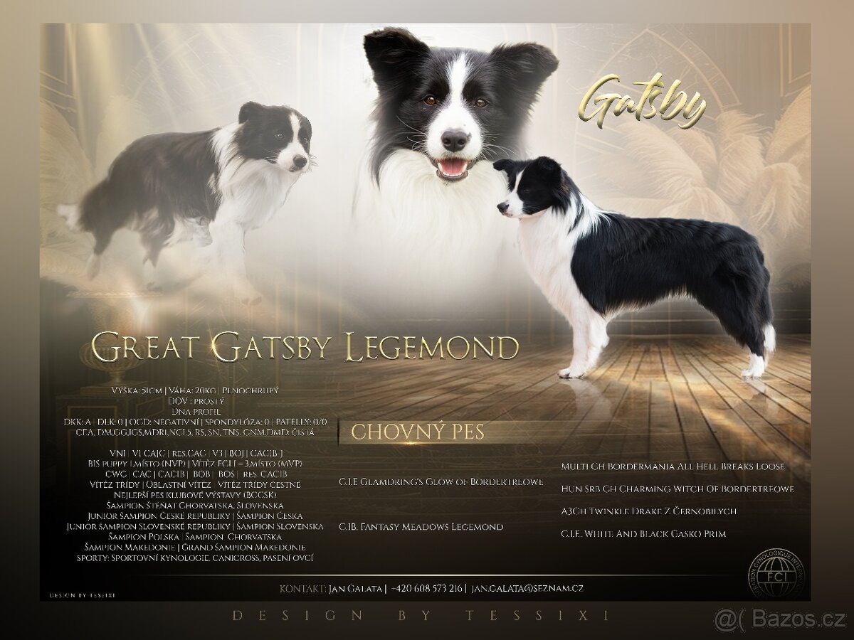 Krytí chovným psem plemene border kolie