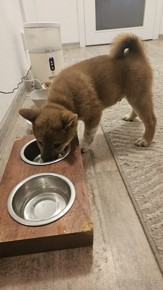 Shiba inu