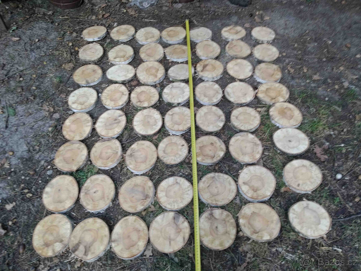 Placky bříza,kolečka a šikmé placky z břízy i jiného dřeva