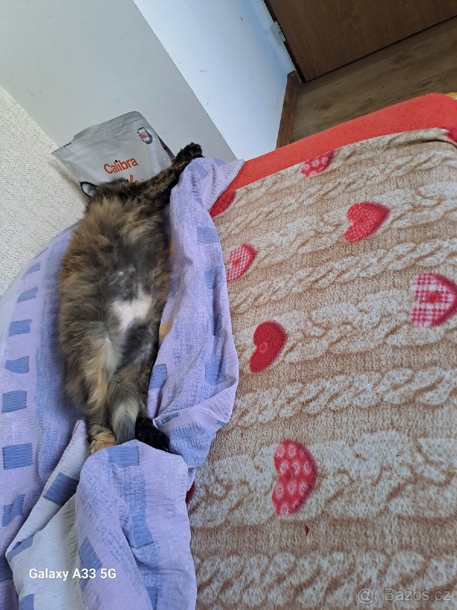 Kočička
