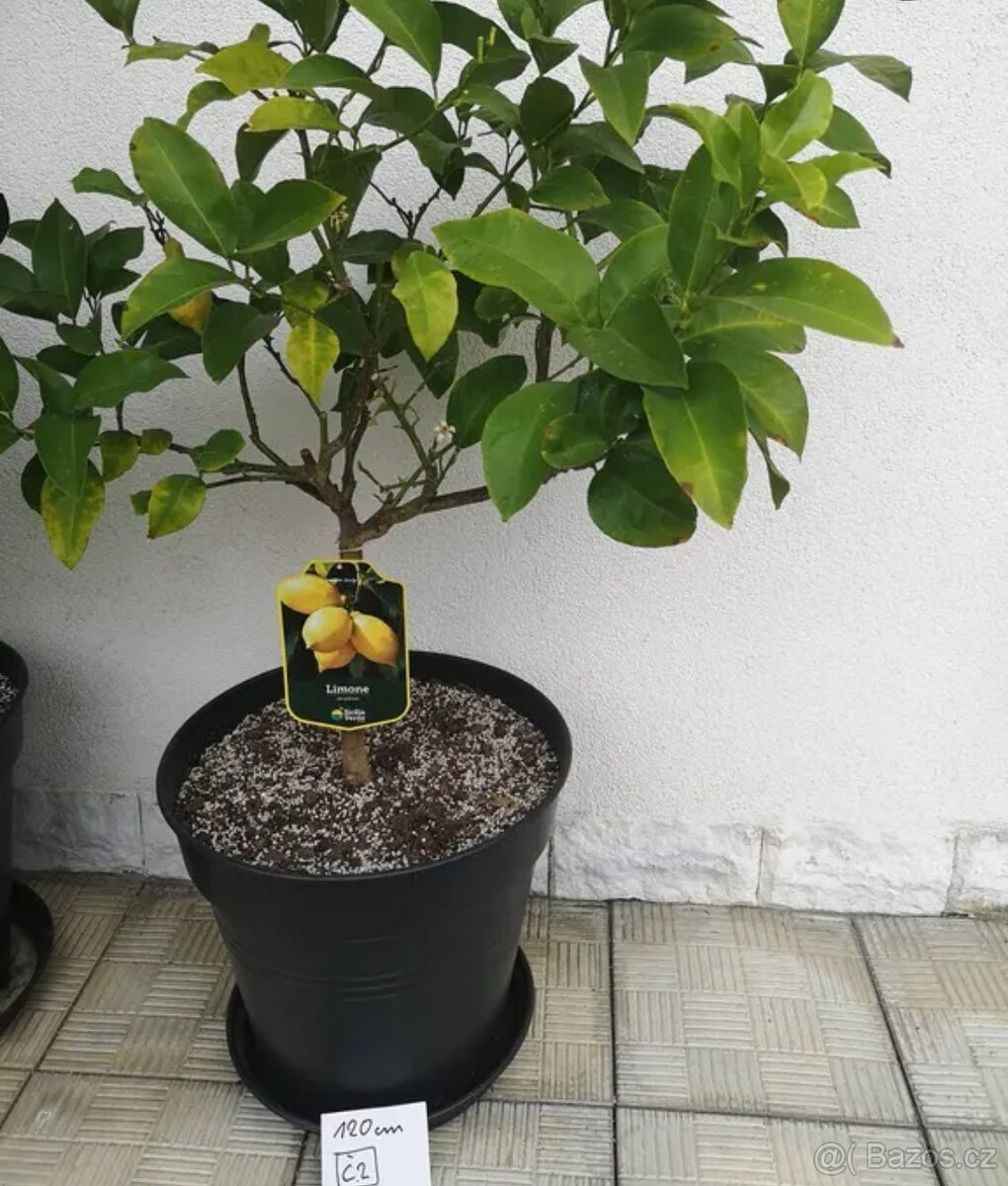 Citrusy, mandarinky.