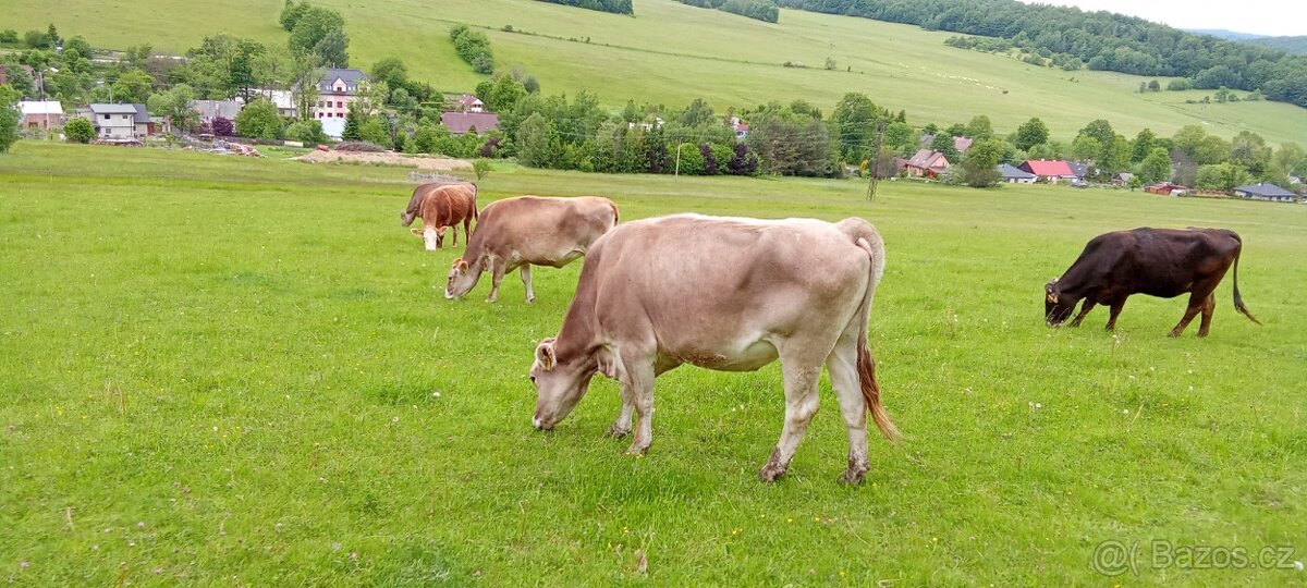 Prodám jalovice Brown Swiss