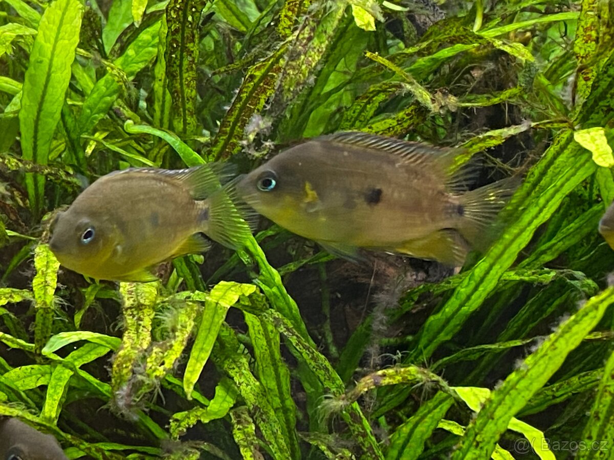 Amatitlania altoflava