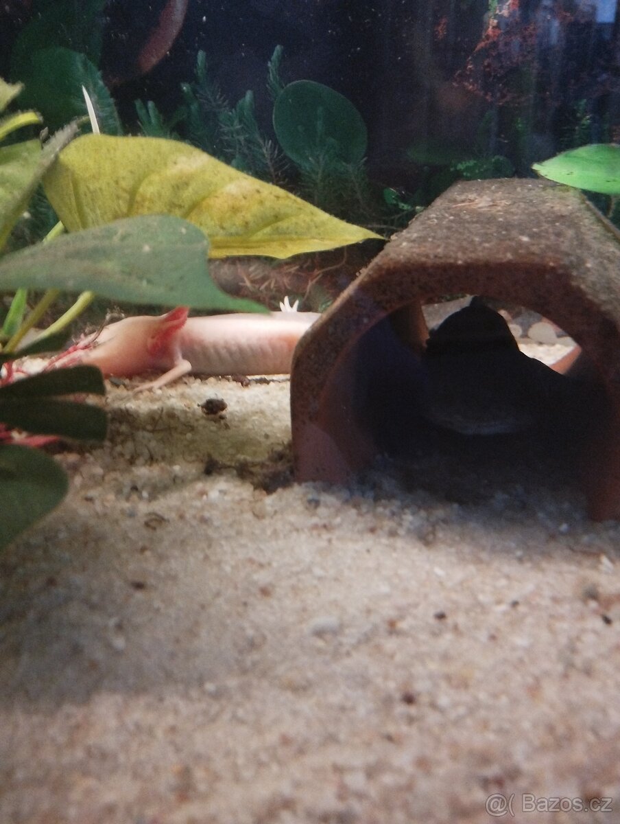 Axolotl