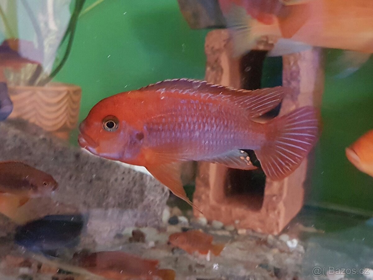 Tlamovci z jezera Malawi