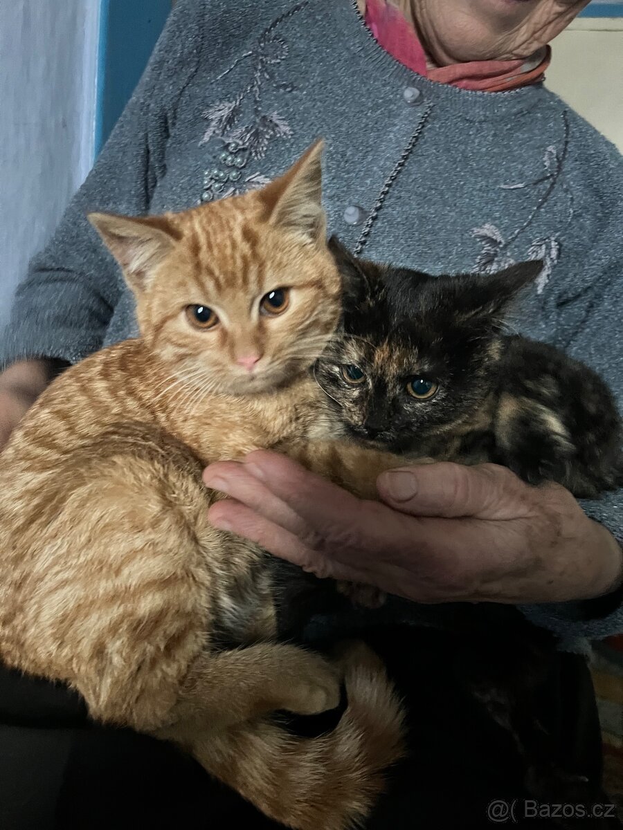Daruji koťátka