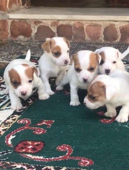 Jack Russell teriér