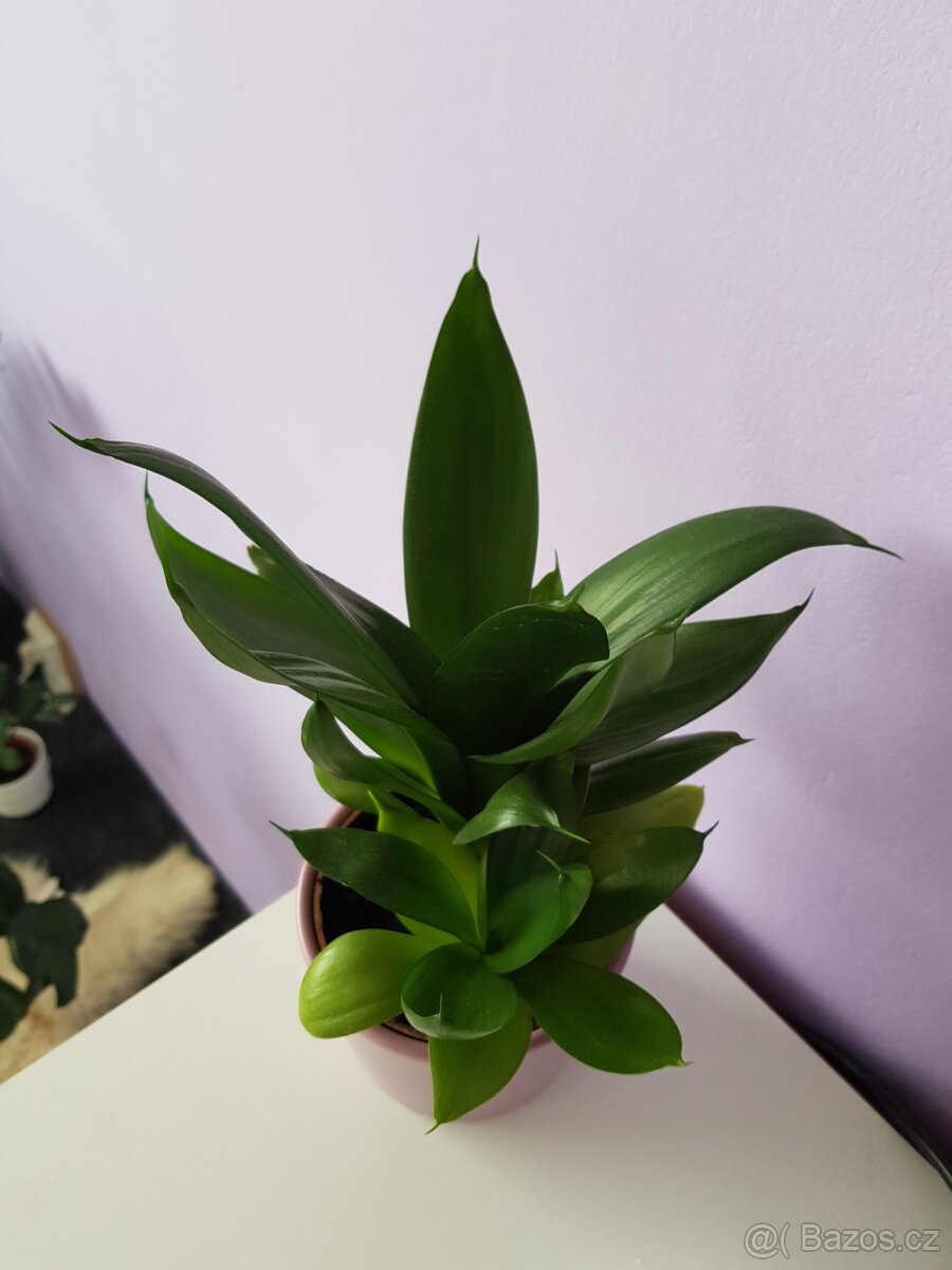 Krásné domácí květiny