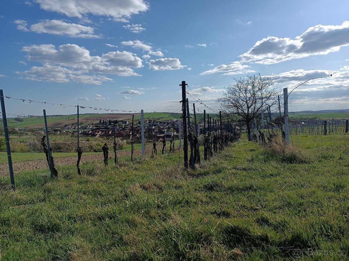 Prodej vinice 1373m2 v Kú obce Šardice
