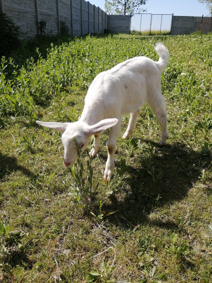 Kůzlata