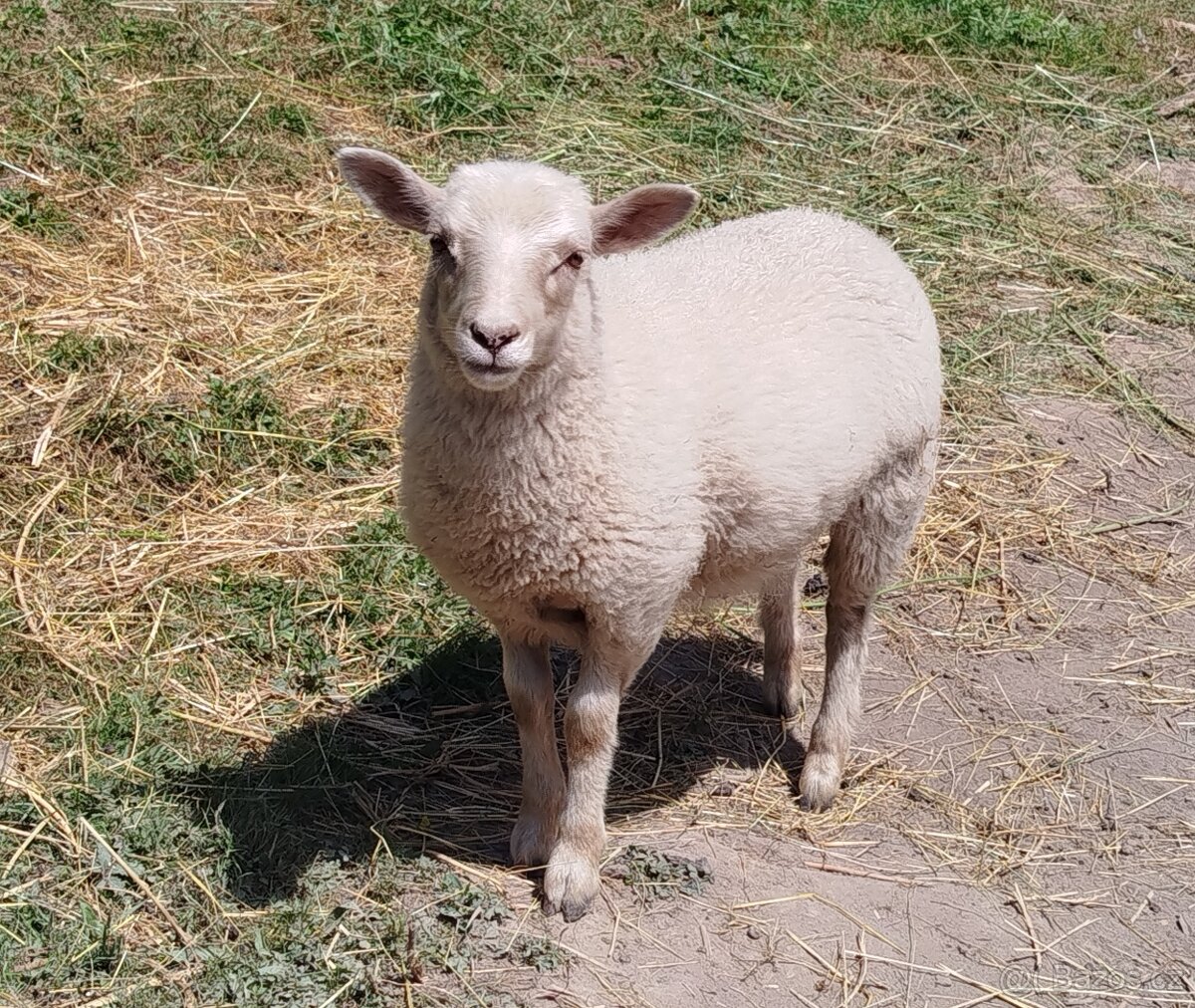 Ovečka