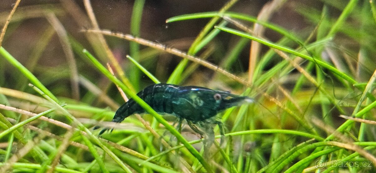 Krevetky neocaridina Green Jade
