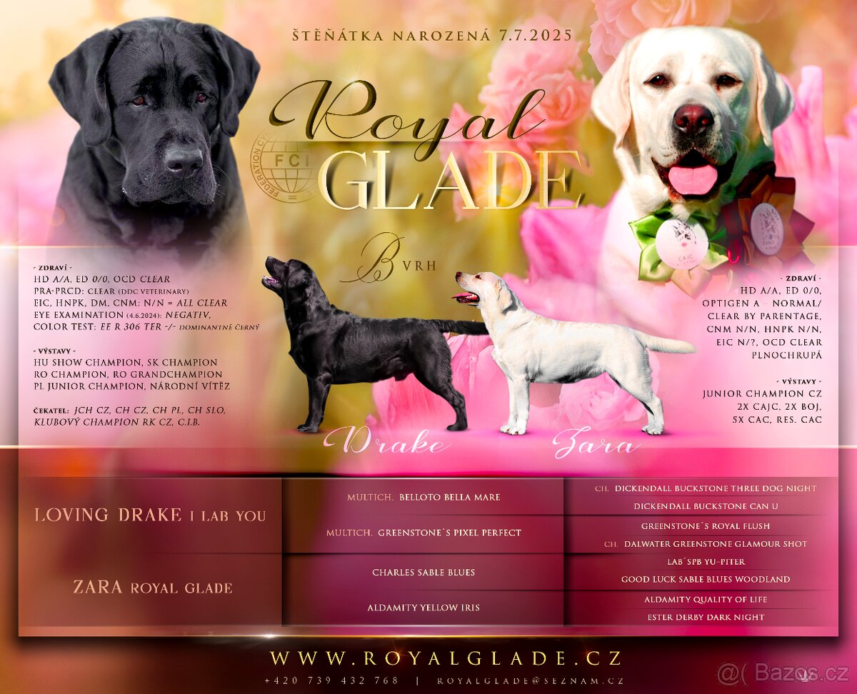 Labrador - krásná černá štěňátka s PP