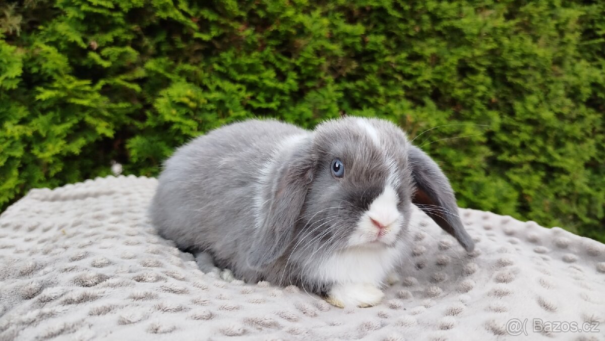 Zakrslý beránek, králíček, králík - HEIDY