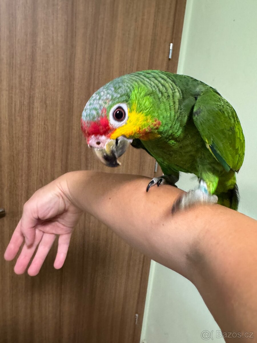 Krotký papoušek Amazoňan zlutolící