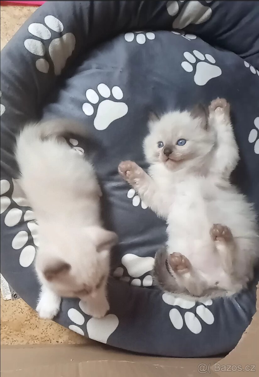 Kotátka Ragdoll bez PP