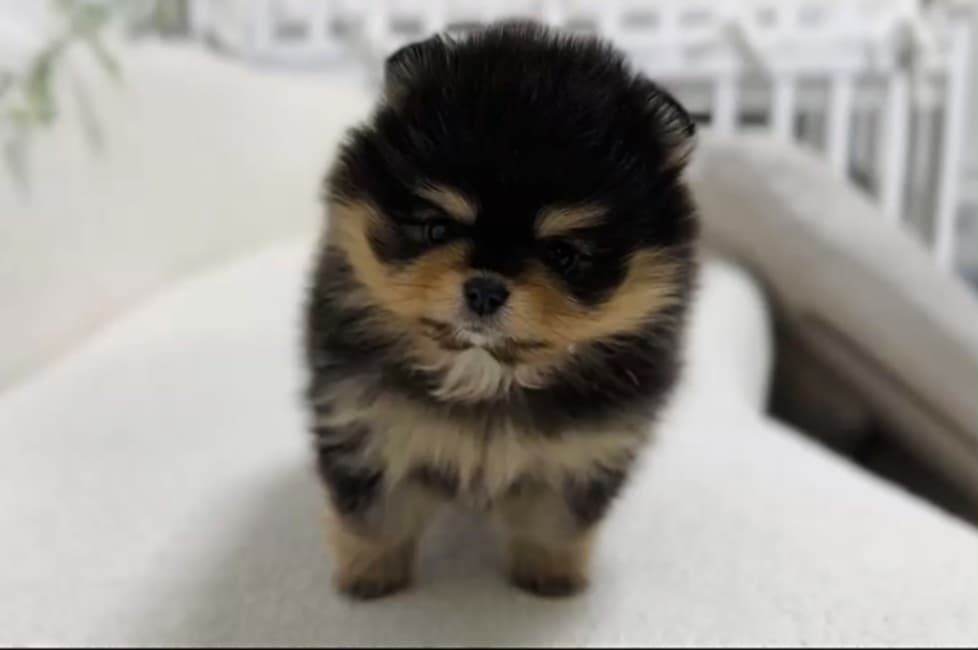 Pomeriana Boo