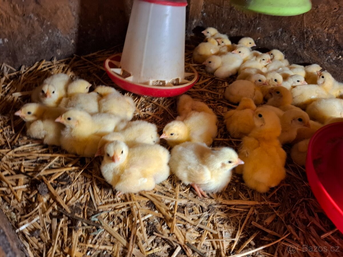 Káčata, brojleři, krůťata, slepičky, brojlerová kuřata