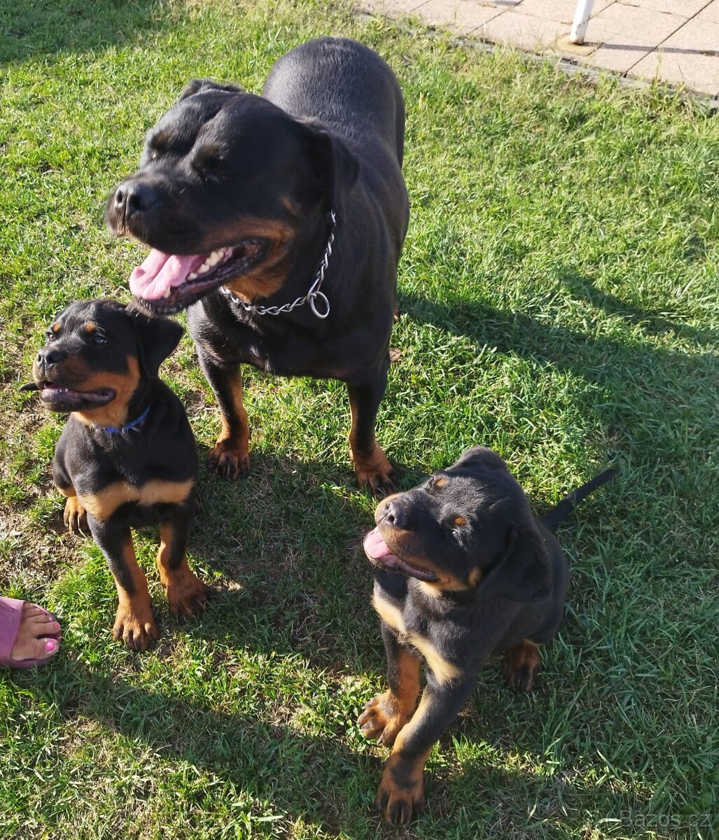 Šteniatka Rottweilera,Rotvajler s PP na predaj 🐾