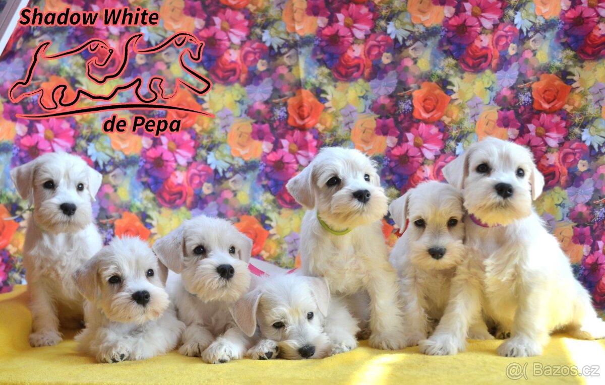 Shadow White de Pepa - knírač malý bílý