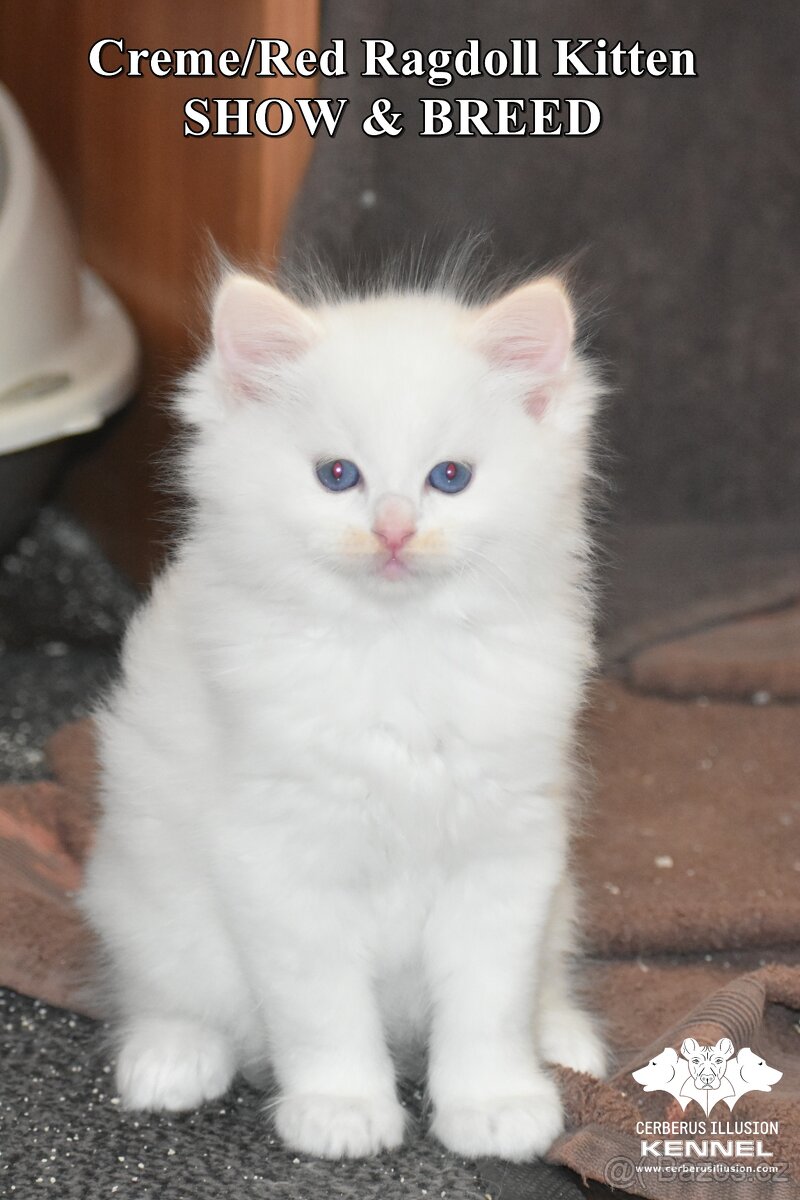 Ragdoll s PP – creme/red kocourek na výstavy a chov