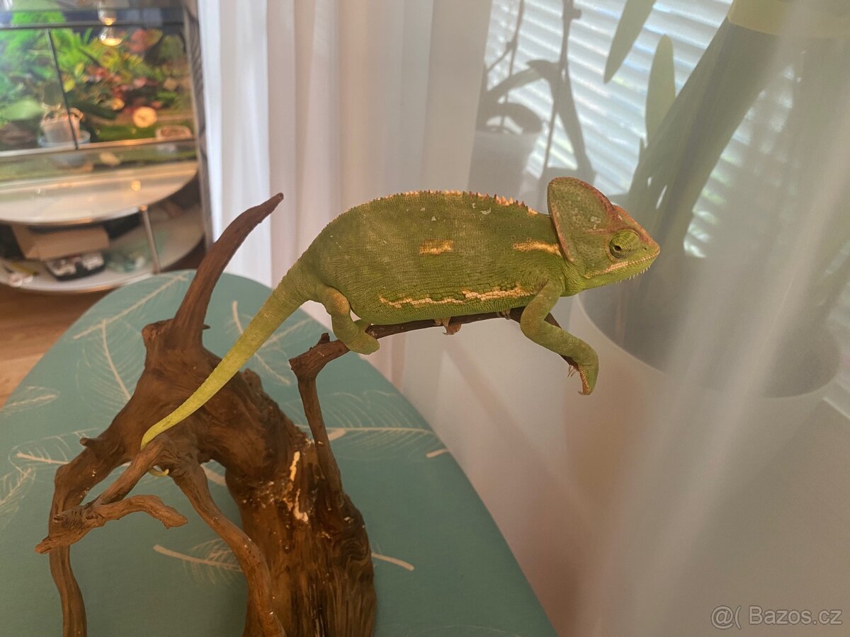Chameleon jemenský
