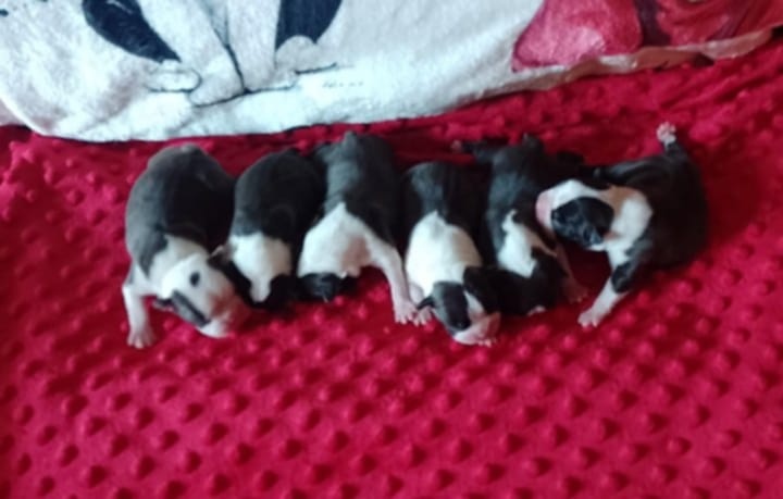 Bostonský terier,Boston Terrier,Boston