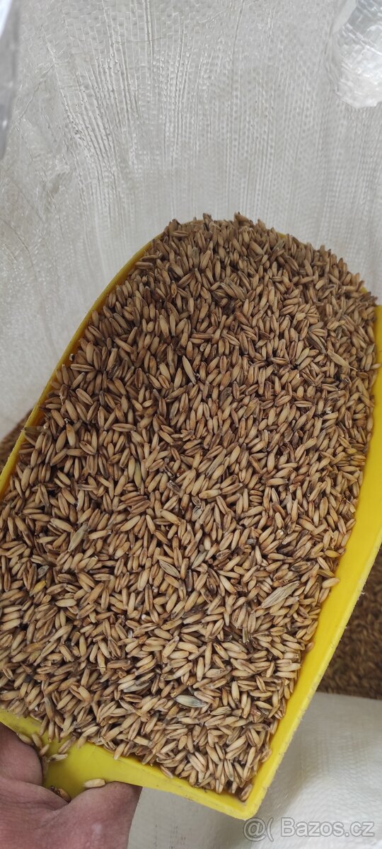 Oves nahý Santini 30 tun