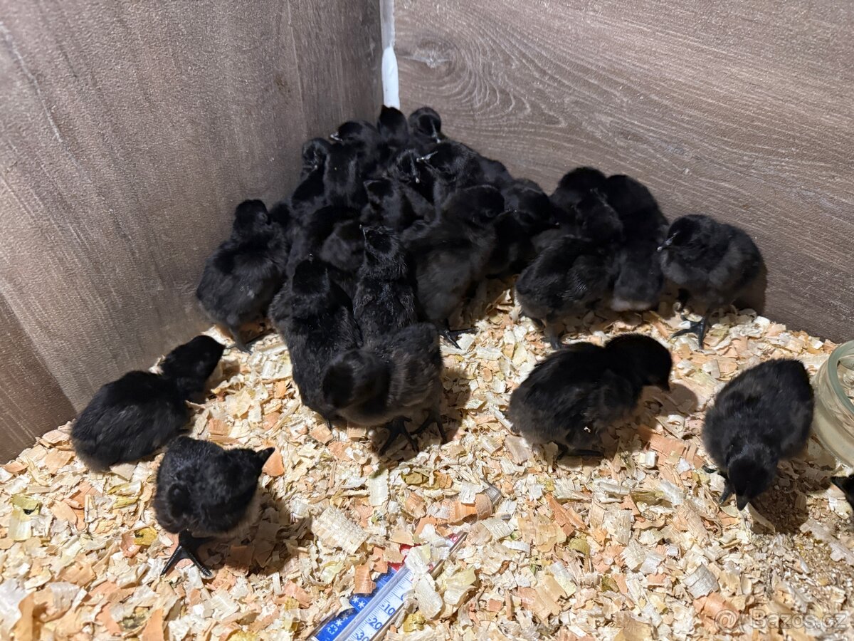 Kuřata Ayam cemani