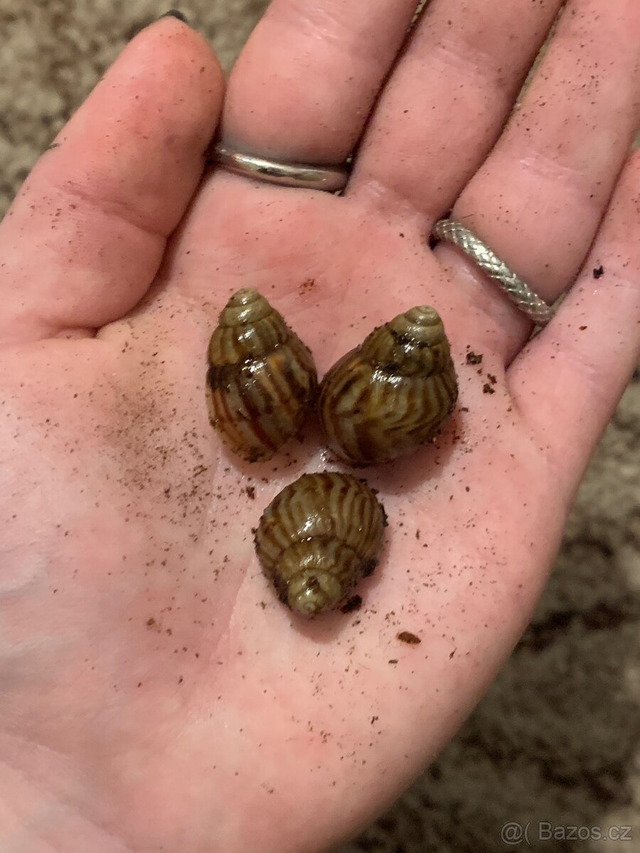 šnek africký-achatina