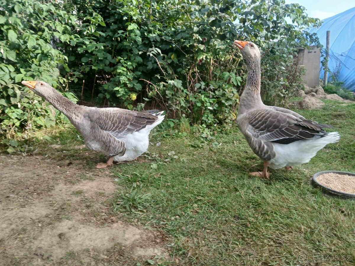 Prodám Houser Landeský