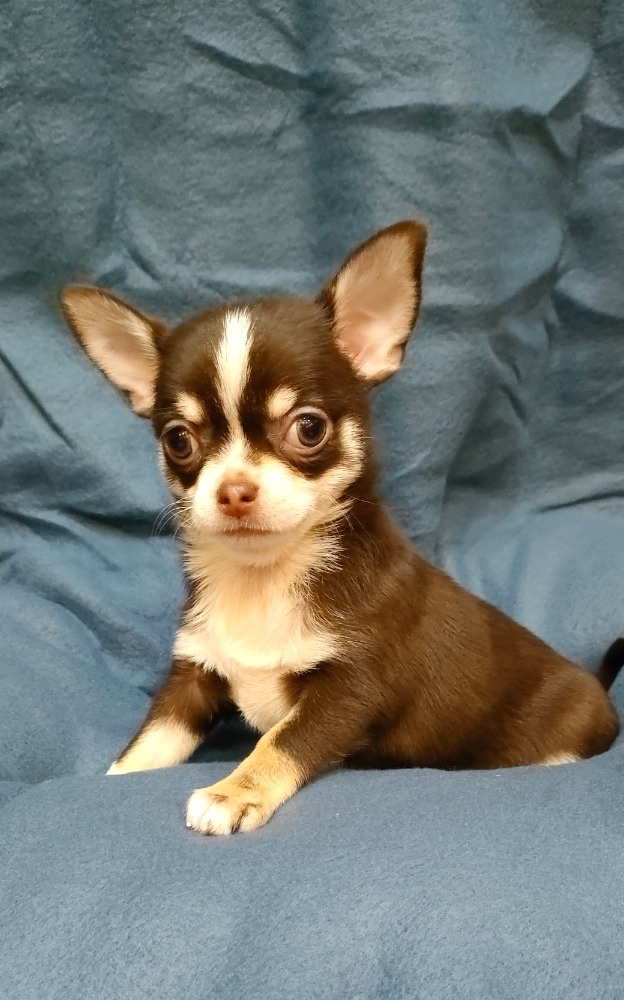 Čivava krátkosrstá